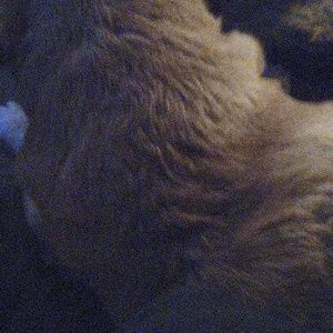 Meet your Posher, Dani